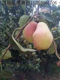 陕西大荔早酥梨