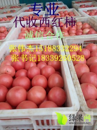 2014年河南中牟粉迪尼217西红柿价格