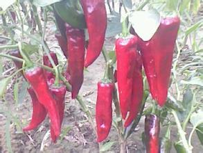 山西忻府北京红辣椒营养丰富