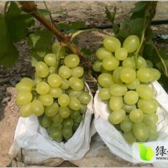 供应河北威县维多利亚葡萄