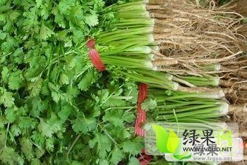 2012年河南虞城香菜价格