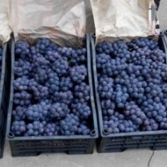 乐亭京亚葡萄下来了