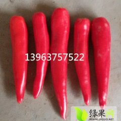 金乡仓满金合作社金塔.天宇.线椒大量上市