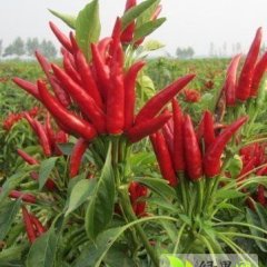 曹县辣椒品质优良,苏集孔帅诚信合作