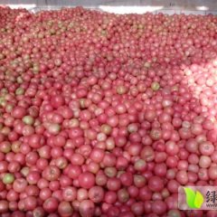 2014长子西红柿值得出手