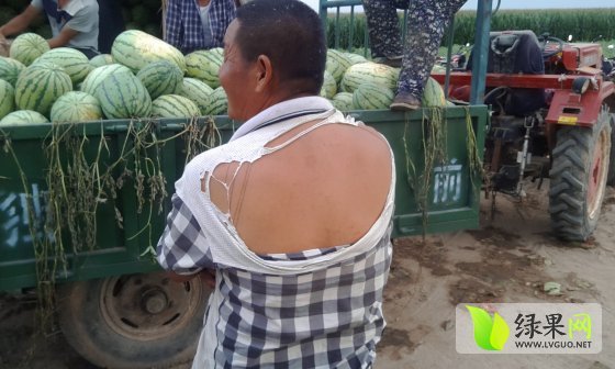 2014年内蒙古乌拉特前旗蒙抗，丰抗价格