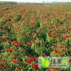 鄄城县什集镇李先生天宇辣椒出售