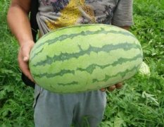 安徽淮南市毛集多个品种西瓜预计7月25日大量上市