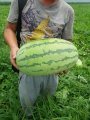安徽淮南市毛集多个品种西瓜预计7月25日大量上市