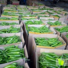 河南通许线椒肥胖紫红，肉厚油多，香辣味美