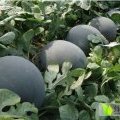 河南粱园黑美人西瓜绿色无公害
