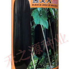 四川安岳黑优大冬瓜产销两旺