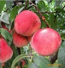 大荔范家党赵锋7月秦王桃蜜桃