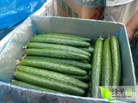 2014年山东莘县德瑞特721黄瓜价格