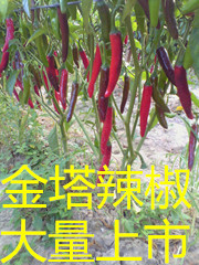 金乡大量金塔辣椒上市