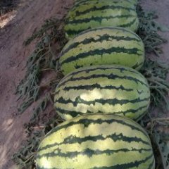 镇原西瓜个大瓤甜，纯绿色 无污染