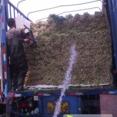 山东禹城美国西芹面积最大