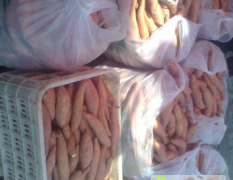 2014藁城红薯果形好、外表光滑