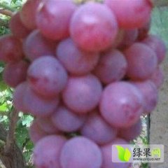 2014大荔葡萄钱多人傻速来抢购