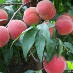 陕西大荔中华桃王蜜桃口感爽口