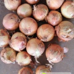 山东安丘600吨晚熟《中生黄皮洋葱80以上》出售