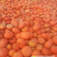 安徽长丰黄金2号南瓜著名品牌