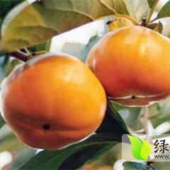 陕西黄柿子绿色无公害黄度好，果型大