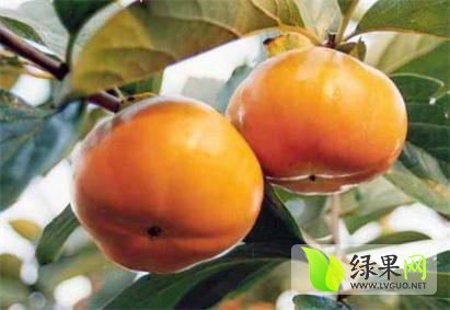 2014年陕西大荔7月黄柿子价格
