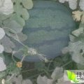 山东惠民丰三、西农八号：胡集镇丁彬彬