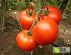 内蒙古喀喇沁旗瑞星西红柿8月开始供应