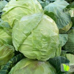 内蒙古喀喇沁旗京丰甘蓝种植基地