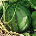 湖北钟祥花皮无籽：官庄湖甘小芳