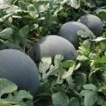 河南扶沟黑皮无籽西瓜7月10号开始大量上市！