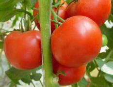 山东莱西大红西红柿7-10月大量上市