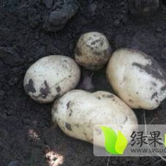 围场广发郑小申7月荷兰十五土豆