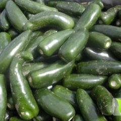 辽宁凌海墨西哥辣椒逐渐升温