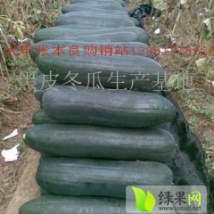 大丰冬瓜出售。张本良