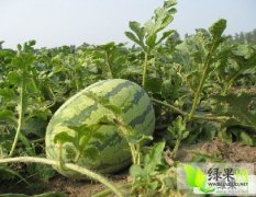 内蒙古通辽市京欣冠龙