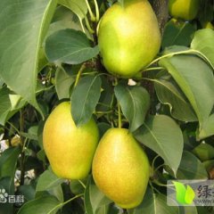 陕西红香酥梨批发急求客商