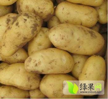 2014年河北沽源荷兰十五价格