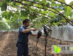 大荔范家张波7月户太八号葡萄