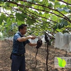 大荔范家张波7月户太八号葡萄