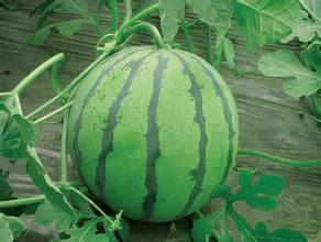 黑龙江省大庆市大同祝三刘先生8月京欣西瓜