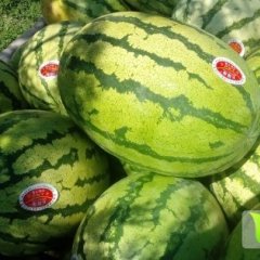 2015靖远西瓜熟度好，个头大，品质高