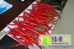 忻府北义王伟杰7月北京红辣椒