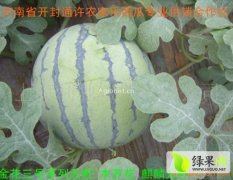 河南通许花皮无籽西瓜名扬天下