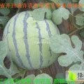 河南通许花皮无籽西瓜名扬天下