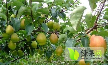 陕西大荔红香酥梨香甜可口