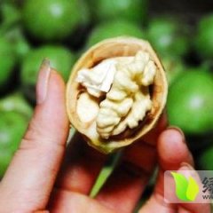 陕西大荔青皮核桃上货量大