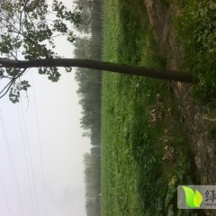 河南沁阳子弹头黑皮冬瓜著名品种